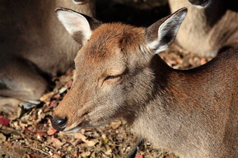 奈良県メンズエステ、なぜか鹿がリラックス効果をもたらす理由