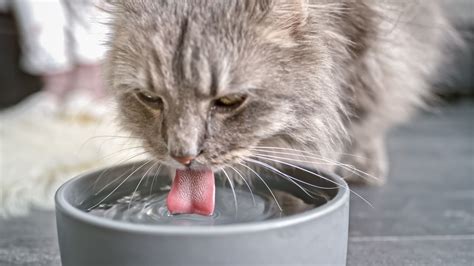 ウォーターサーバー 使い方: なぜ猫は水を飲むのが好きなのか？