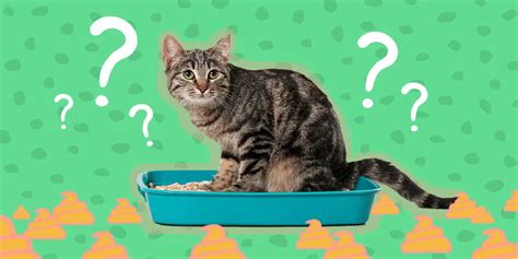 ピラティス 水戸: なぜ猫はピラティスをしないのか？